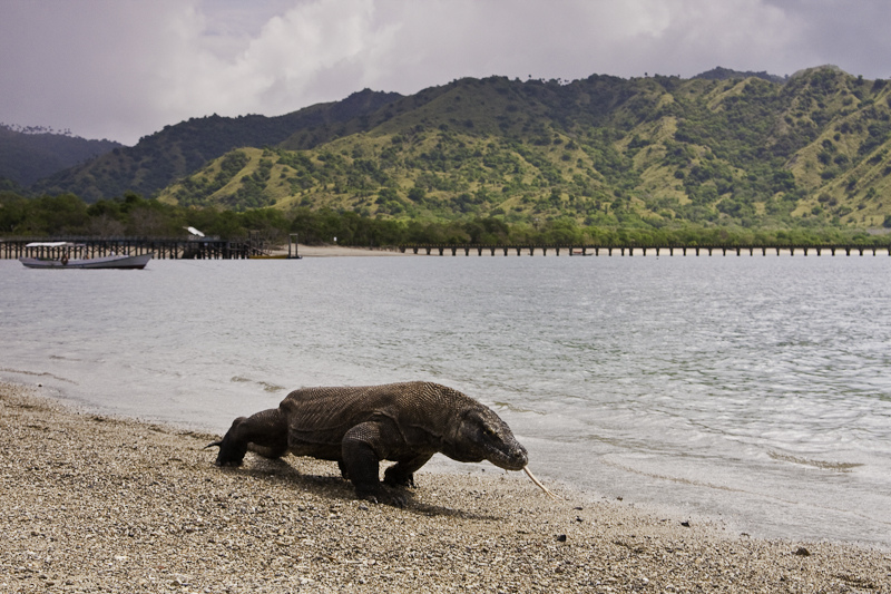 A Komodo dragon in Komodo National Park, Indonesia