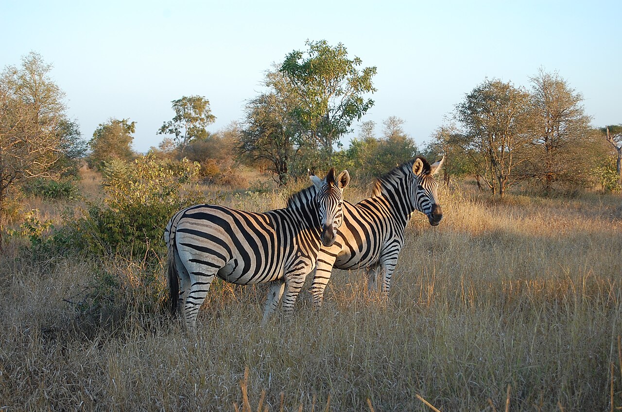 Zebras in Kruger National Park, South Africa