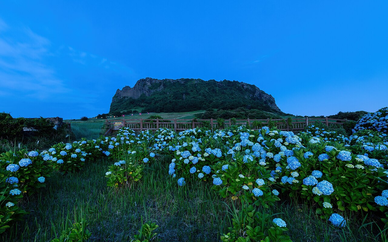 Hydrangeas and Seongsan Ilchulbong on Jeju Island, South Korea