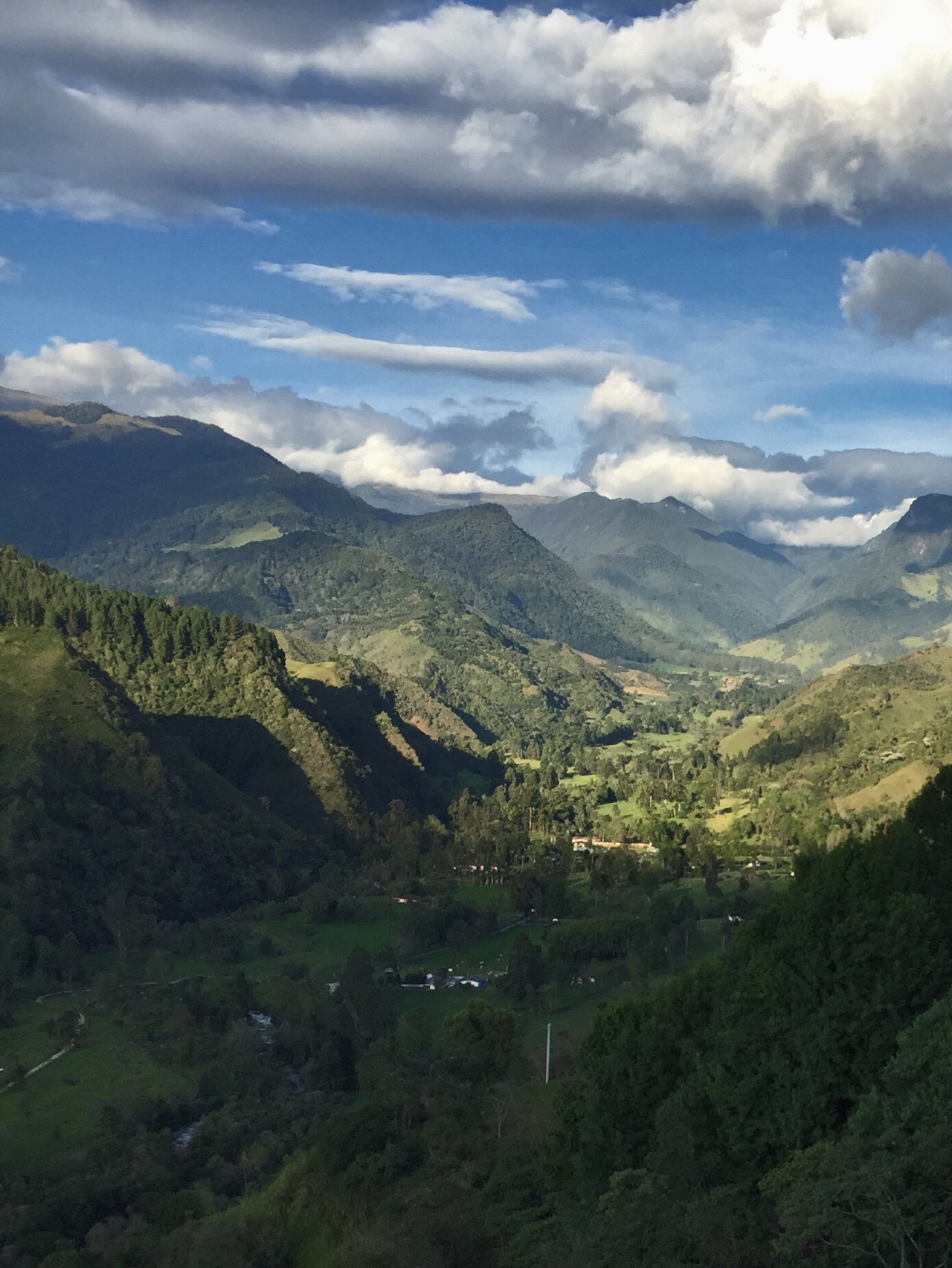Wax palms in the Cocora Valley, Colombia