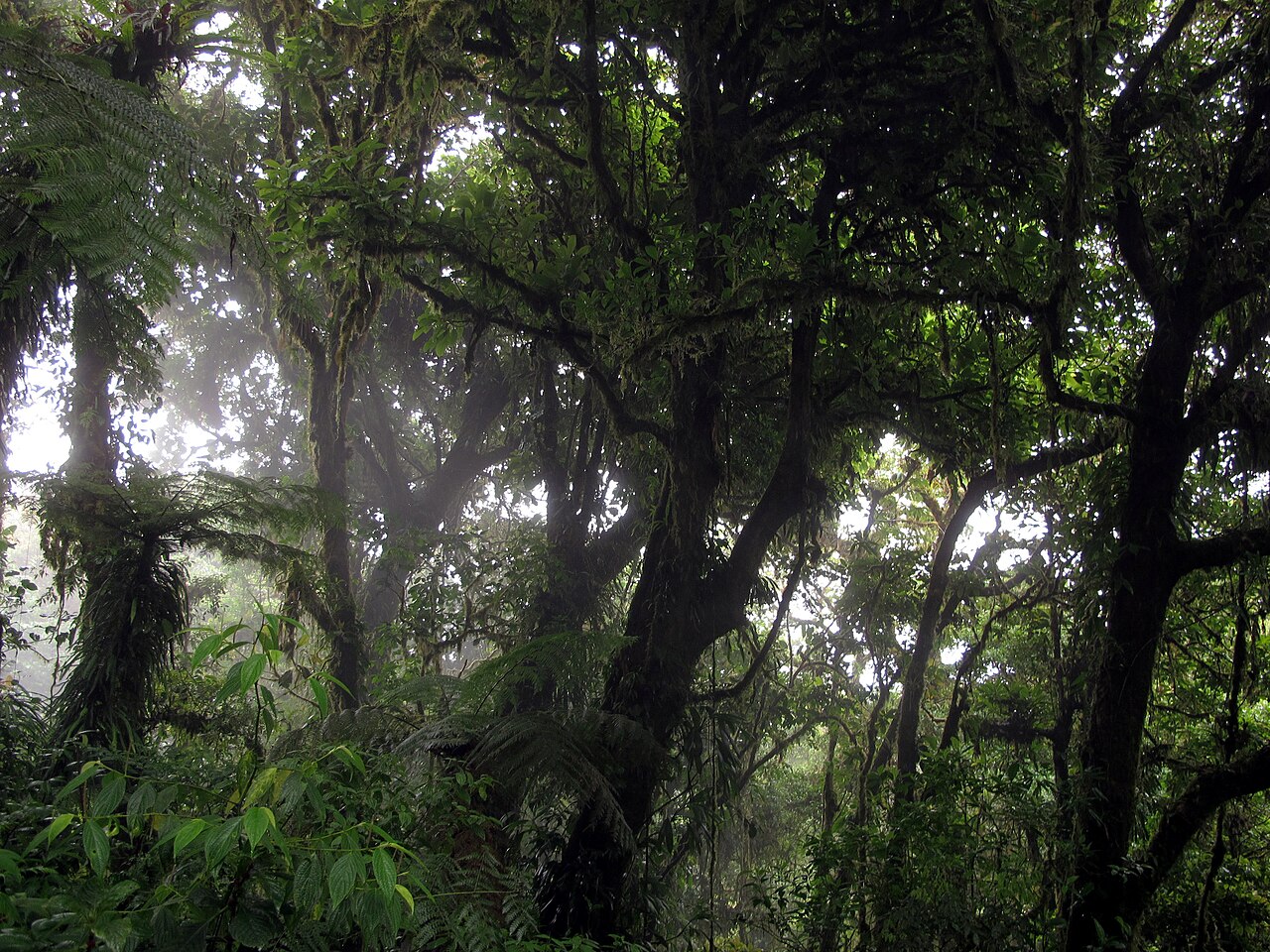 Cloud forest in Monteverde, Costa Rica