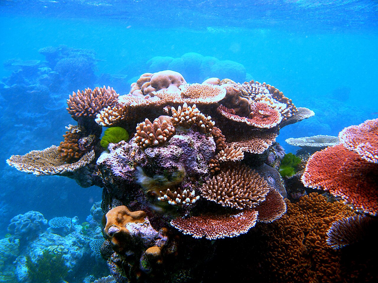 Coral habitat on Australia's Great Barrier Reef